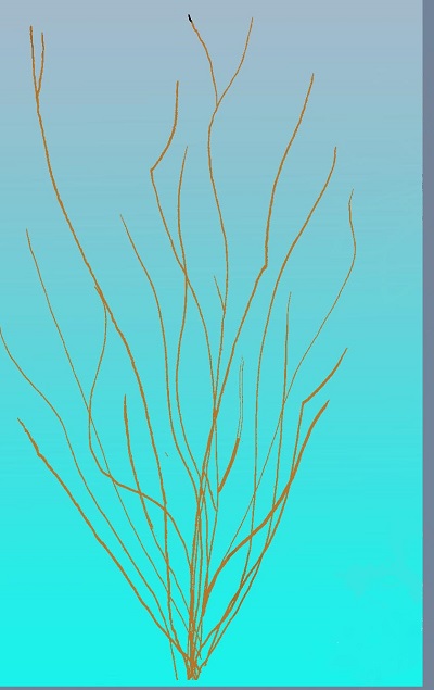 Ocotillo