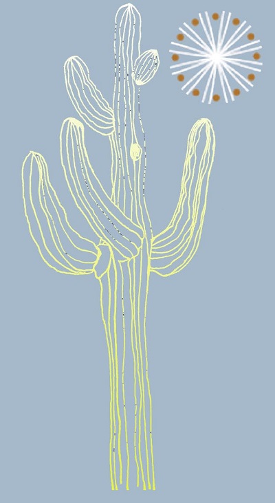 Sahuaro