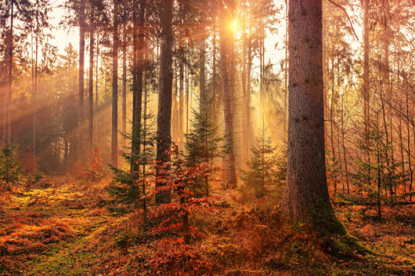 peaceful forest image