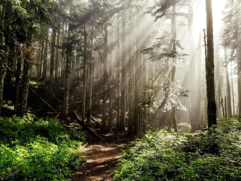 silent forest image